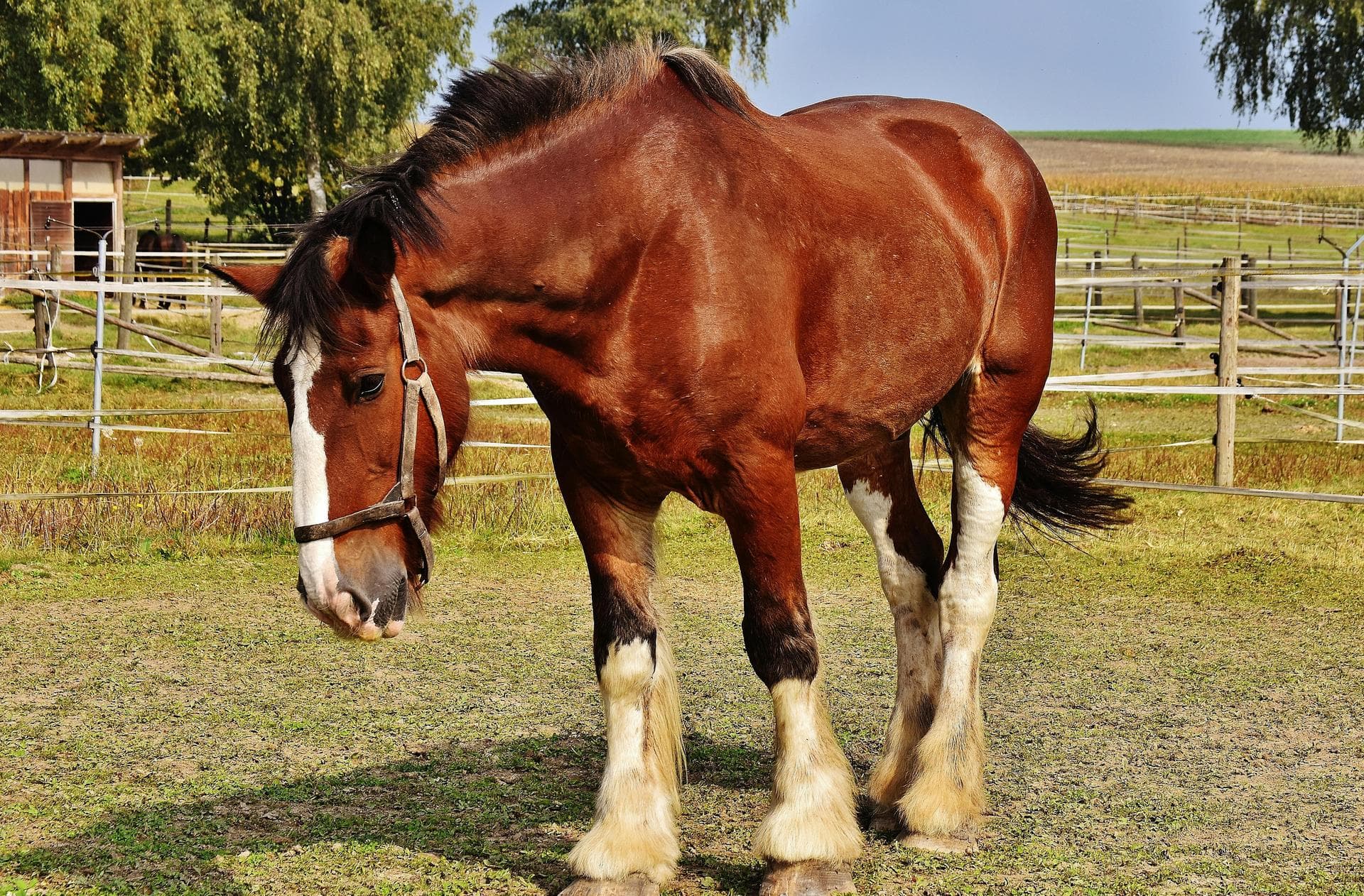 Specialist Vets in Greer